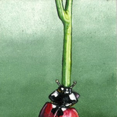 maggiorino 的头像
