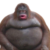 Bananensap327 的头像