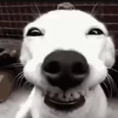 frenchottoman9 的头像