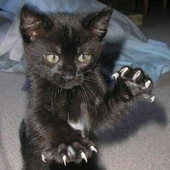 Avatar for meowzzzzzz