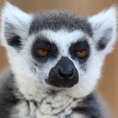 Avatar für lemurvladimir