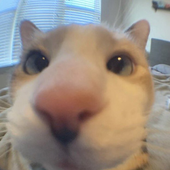 Avatar for sineuu