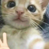 najuzit 的头像