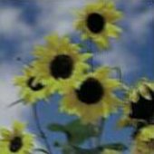 15 REAL FLOWERS