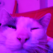 MercuryCamz 的头像