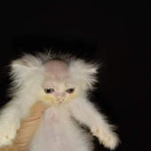 Avatar for catnipaddict69