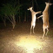 eyes of the woods