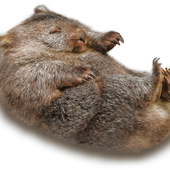 Avatar de wombat_records