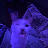 IMG_4554.jpeg