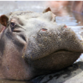 BravenTheHippo 的头像