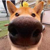 VuskiMage 的头像