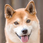 NikiTheDog 的头像