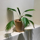 Avatar for trethebamboo