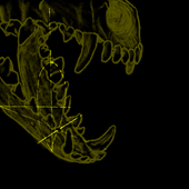 Avatar for XenArky