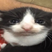 Avatar for Yumikakun