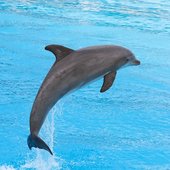 Bottlenose-Dolphin-Jumping_p1.jpg