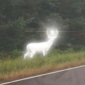 Avatar for Thiccket