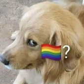 mariamediocre 的头像