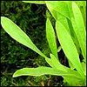 Avatar for barsuchiynos