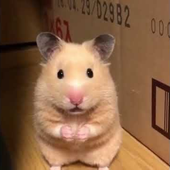 PiaMassa 的头像