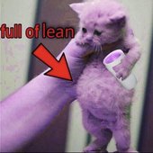 cat.jpg
