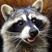 RaccoonViolet 的头像