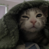 gatodaning 的头像