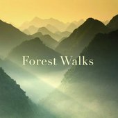 Forest Walks