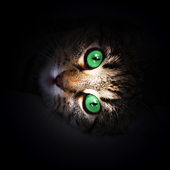Avatar for tokiwar