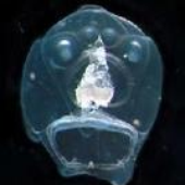 Avatar for Sabaii-Sabaii