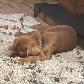 Piper.