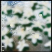 Gardenia