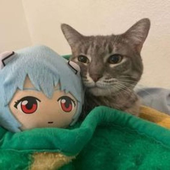 ShuJpeg 的头像