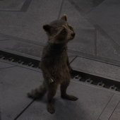 Avatar for racoonals