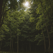 Screenshot 2025-03-11 at 13-30-29 Nature ambient artist spotify - Google Suche.png