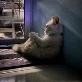 tostinitos 的头像