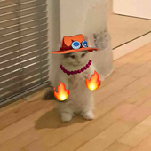 Snaik_gif 的头像