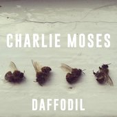 Daffodil