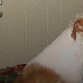 PoorBlue's Banner