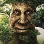 the wise tree