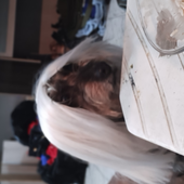 Akiira_ 的头像