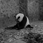 Baysum 的头像