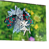 Avatar for Zygaena9