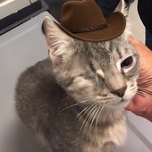 Skippy McDippy