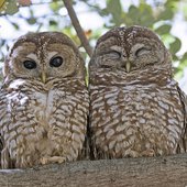 Mexican Spotted Owls