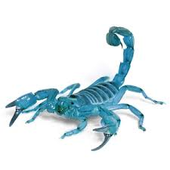 Avatar di bluey_scorpion