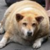 DikkeHond 的头像