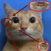 jerma_liker 的头像