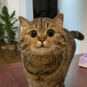 tonnite 的头像
