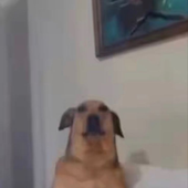 sasapontofriu 的头像